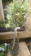 Olea Europaea Olive Tree 3 to 5ft Tall 3/4 Litre Pot ex flower show display