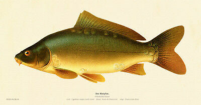 Carp cyprinus carpio race - carp,
