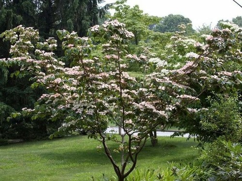 Cornus kousa chinensis - cornus,