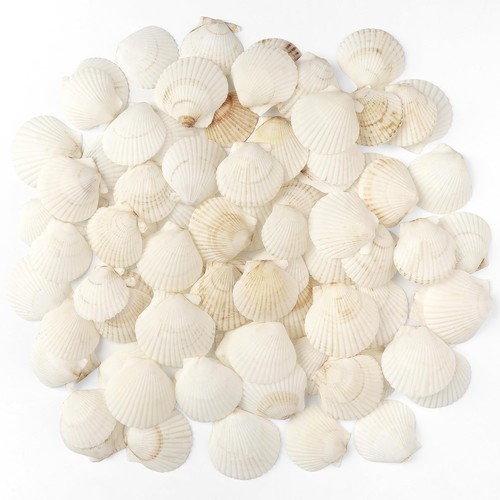 Jangostor pcs scallop - 48,