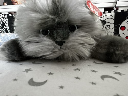 Classic smokey grey persian - ty,