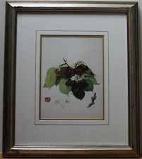 May Duke Cherry Botanical