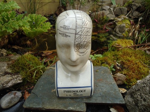 Phrenology head fowler - head, l.n