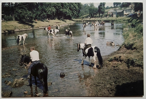 Appleby horse fair cumbria - horse,