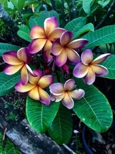 80001692 Plumeria Frangipani Moon 2 Samen