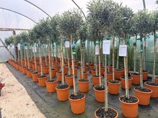 Olea Europaea Hardy Outdoor