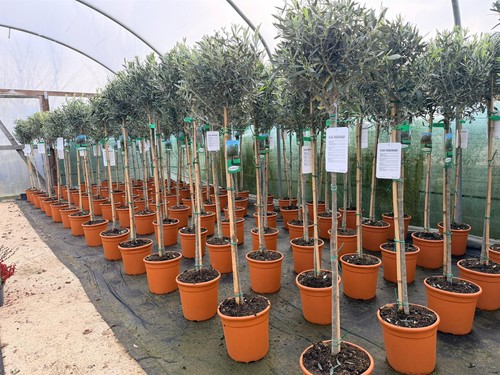 Olea europaea hardy - hardy, outdoor