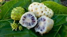 Noni - Indian Mulberry - Morinda citrifolia - 10+ seeds - Semillas - Gx 031