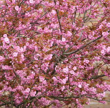 Prunus Serrulata Kanzan