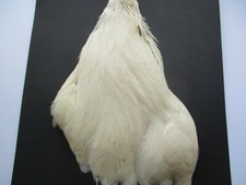 hen neck cape genetic cream /