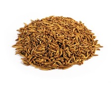 Crunchy Critters edible insects bugs half a pint of Mealworms - 59g