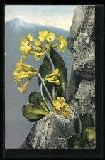 Artist Postcard Photochromy No. 463: Primula auricula, Auricle 