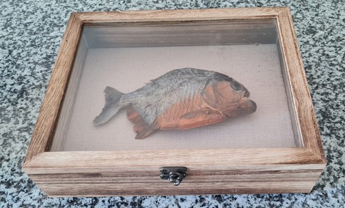 Red bellied piranha wooden - bellied,