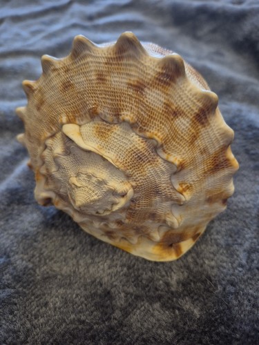 Cypraecassis rufa conch - rufa,