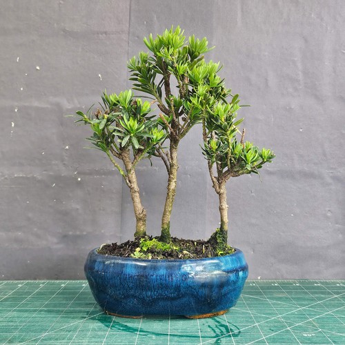 Buddhist pine podocarpus - buddhist, (podocarpus