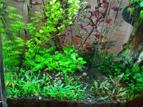 Cryptocoryne parva live - cryptocoryne,