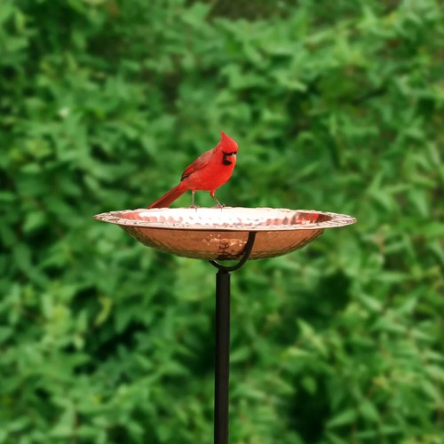 Pure copper standing - pure, bird