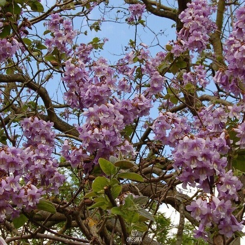 Paulownia shan tong 200 - 200+, /