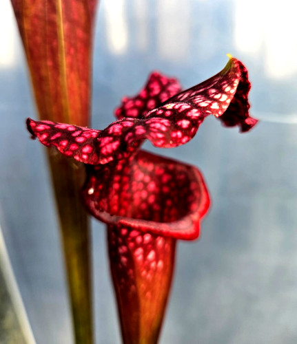 Sarracenia giant pink - sarracenia,