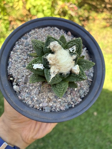 Ariocarpus godzi seed grown - ariocarpus,