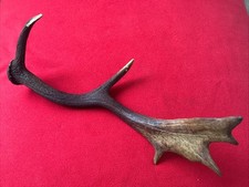 FALLOW DEER ANTLER 344g