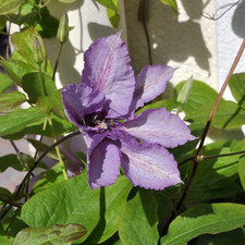 Clematis 'Margaret Hunt' –