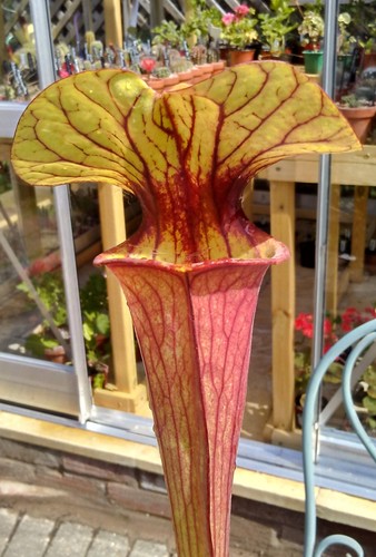 Sarracenia flava rubricorpa - sarracenia,