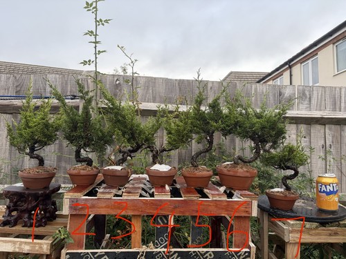 Itoigawa juniper bonsai tree - itoigawa,