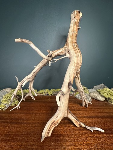 Large manzanita - large, 16”