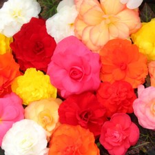 Begonia Compacta Pro + Plugs