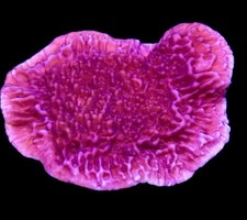 PURPLE PLATING MONTIPORA FRAG-SPS/ FRAG/CORAL/MARINE