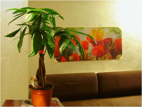 Crassula money plant - plant, /