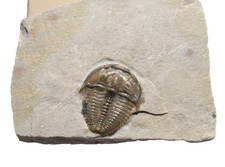 Cambrian Elrathia kingi