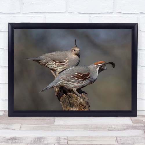 Wildlife wild nature - wildlife,