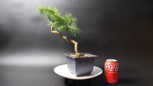 Larch bonsai tree pre penjing - pre,