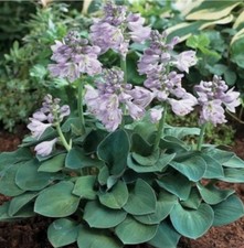 Hosta 'Blue Mouse Ears'. 9cm. Plant. Blue foliage Plantain Lily. Sun or shade