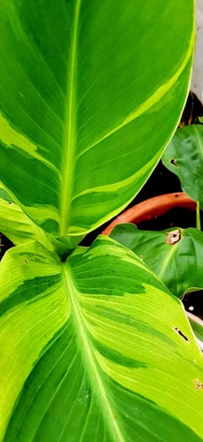 Canna wolfsong rhizome - wolfsong,