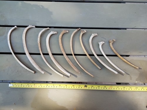 Fallow deer bones for - deer,