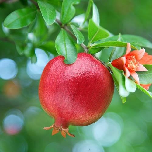 Pomegranate plant years - pomegranate,
