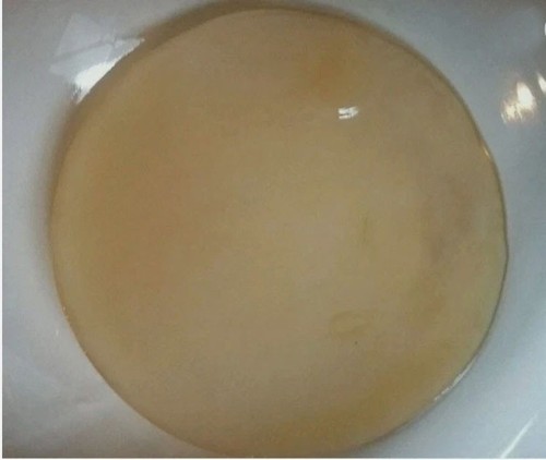Live kombucha fresh scoby - live,