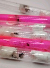 Lasius Flavus Ant Colony Queen