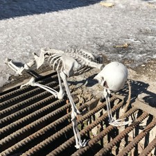 Giant 165cm Life Size Human