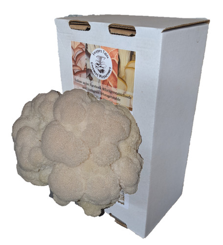 Lions mane mushroom grow - mushroom,