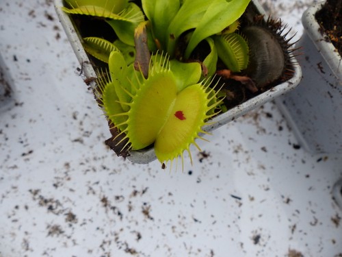 Carnivorous plant venus fly - -,