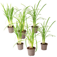 Society Garlic - 6 pcs. -