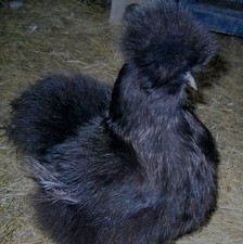 6 Black  Silkie eggs