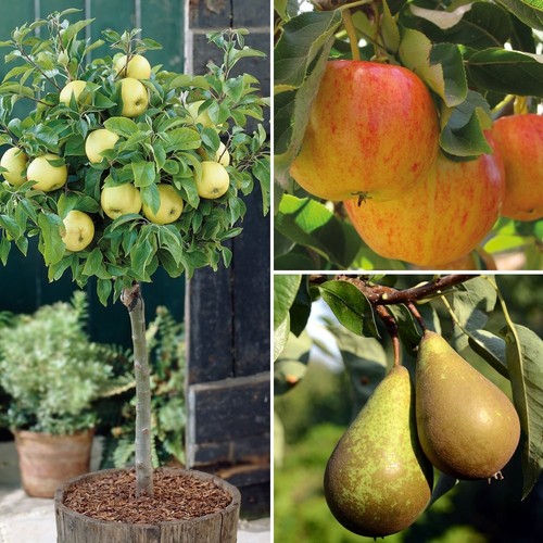 Fruit miniature tree - miniature,