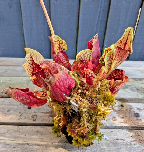 Sarracenia purpurea montana - , 5