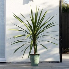 LARGE 130cm Cordyline