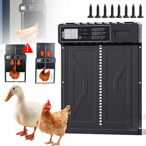 Automatic chicken coop door - chicken,